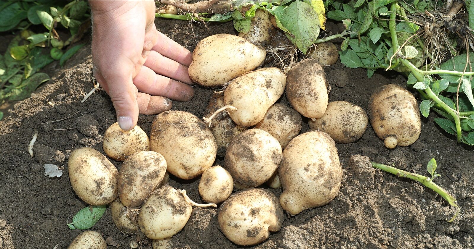 Gusto Mike Chiavetta picking potatoes